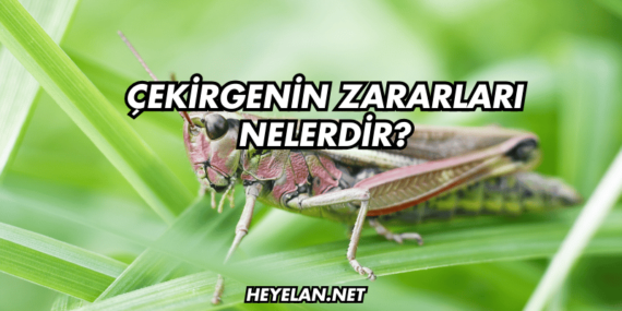 Çekirgenin Zararları Nelerdir?