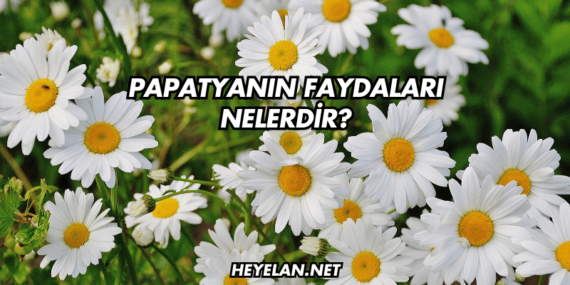 Papatyanın Faydaları Nelerdir?